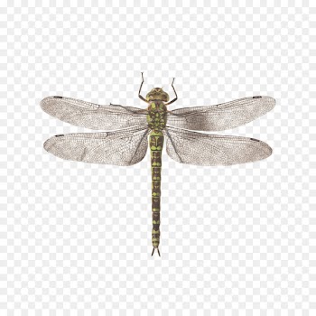 Dragonfly Tattly Animalia Rationalia et Insecta (Ignis):  Plate II Drawing Image - dragonfly 