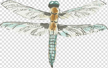 Dragonfly Watercolor painting Drawing, Dragonfly element transparent background PNG clipart