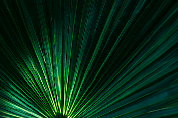 Dramatic Close-Up of Tropical Palm Fan Leaf
