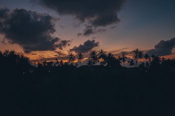 Dramatic Sky over Back Lit Palm Trees