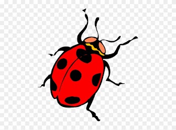 Draw A Line From Each Word To The Correct Body Part - Ladybug Thorax
