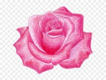 Draw A Rose