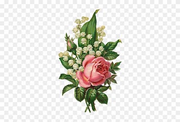 Draw Flowersbotanical Flowersvintage - Lily Of The Valley And Rose