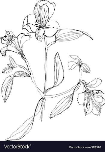 Drawing alstrameriya vector image