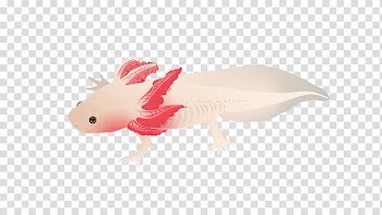 Drawing Art Animal, illustrations transparent background PNG clipart