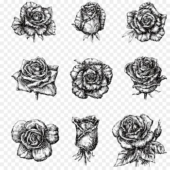 Drawing Black and white Illustration - Hand-painted black and white roses 