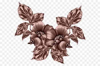 Drawing, Botanical Illustration, Flower, Leaf PNG
