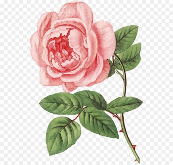 Drawing Botanical illustration Stock photography Image Painting - painting 