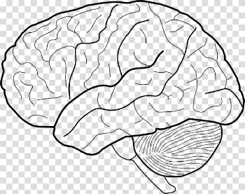 Drawing brain free download on melbournechapter