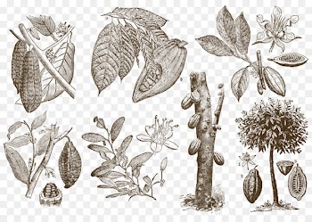Drawing Cocoa bean Download Theobroma cacao - The origin of coffee beans 