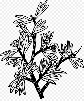 Drawing, Coloring Book, Black And White, Plant, Leaf PNG