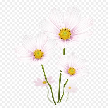 Drawing Common daisy Illustration - White chrysanthemum vector material 