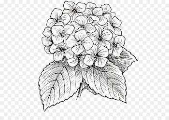 Drawing, Creativity, Art, Flower, Line Art PNG