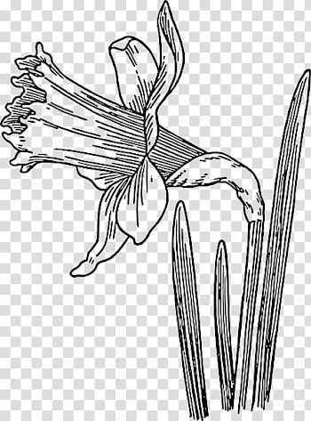 Drawing Daffodil Line art , Drawings Of Daffodils transparent background PNG clipart