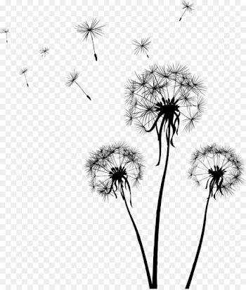 Drawing Dandelion Clip art - Dandelion 