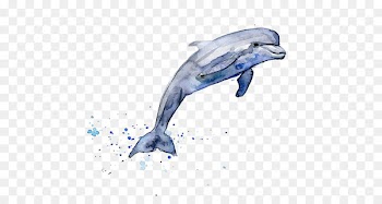 Drawing Dolphin Watercolor painting Clip art - Drawing Dolphins 