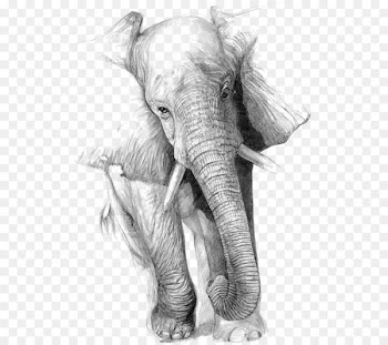 Drawing Elephant Art Pencil Sketch - Sketch of elephant 