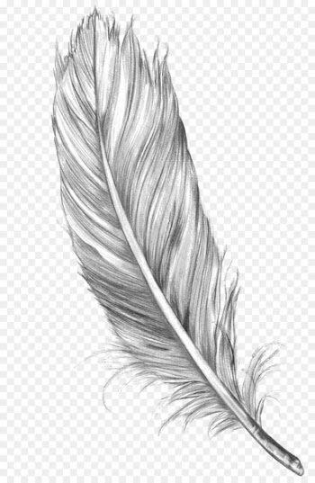 Drawing Feather Bird Art Sketch - feather 