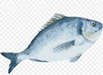 Drawing Fish Euclidean vector - Hand painted fish material 
