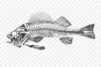 Drawing Fish Skeleton - dead fish 
