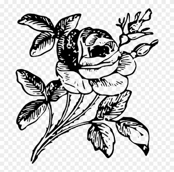 Drawing Floral Design Rose Flower Art - Png Of Rose Drawing