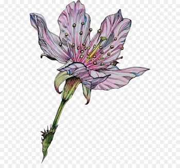 Drawing, Flower, Art, Flowering Plant PNG