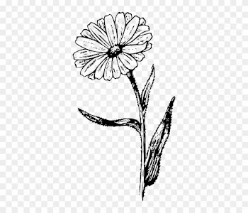 Drawing, Flower, Plant, Garden, Nature, Tattoo - Calendula Vintage Look 6 X Ceramic Tile Backsplash