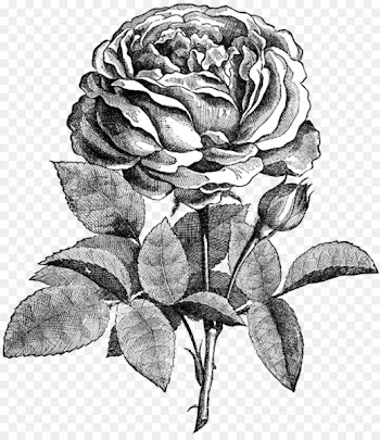 Drawing Flower Rose Sketch - drawing 