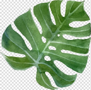 Drawing Flower Tropics , tropical flowers, green leaf art transparent background PNG clipart
