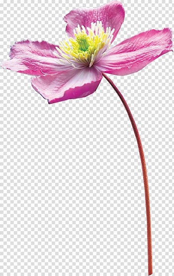 Drawing Flower Watercolor painting, watercolor heart transparent background PNG clipart