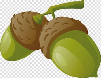 Drawing Fruit Portable Network Graphics, acorn transparent background PNG clipart