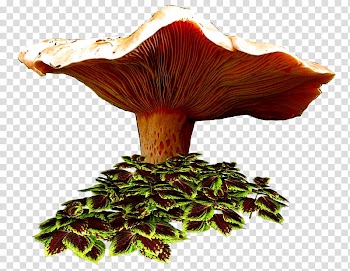 Drawing Fungus Blog Autumn, others transparent background PNG clipart