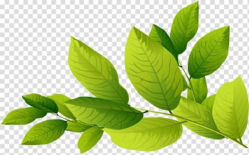 Drawing , Hand-painted decorative patterns of green leaves transparent background PNG clipart