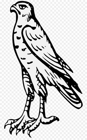 Drawing, Hawk, Art, Bird, Vertebrate PNG