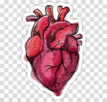 Drawing Heart Anatomy Painting, heart transparent background PNG clipart