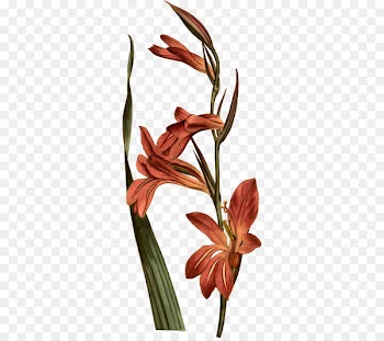 Drawing Image Iris family Gladiolus italicus Illustration - curti pennant 