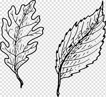Drawing Leaf , mango transparent background PNG clipart