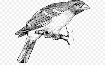 Drawing Line art Clip art Vector graphics Illustration - sparrow 