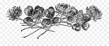 Drawing Line art Digital stamp - botanical flowers 