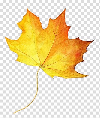 Drawing Maple leaf Autumn leaf color Colored pencil, watercolor leaves transparent background PNG clipart