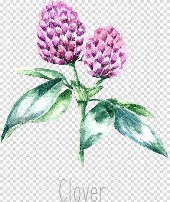 Drawing Medicinal plants Herb Watercolor painting, alfalfa transparent background PNG clipart