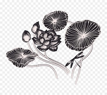 Drawing Nelumbo nucifera Lotus effect Sketch - Lotus Lianpeng sketch 