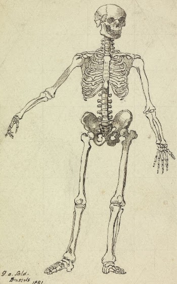 Drawing of a Skeleton | Free Photo - rawpixel