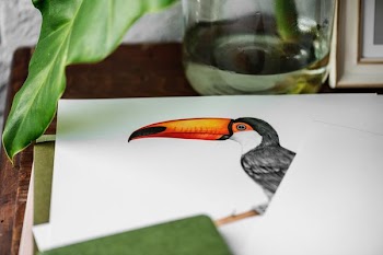 drawing of bird