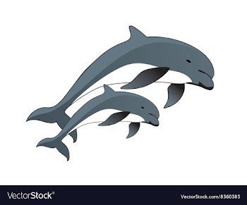 Drawing of Dolphins vector image