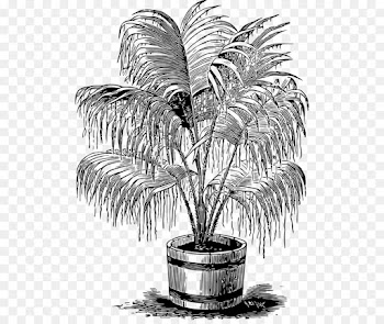 Drawing, Palm Trees, Black And White, Tree, Palm Tree PNG