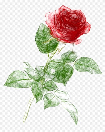 Drawing Pencil Color Rose Png Clipart Picture - Rose Drawing Png