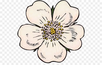 Drawing, Prickly Wild Rose, Royalty Payment, Petal, Flower PNG