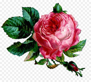 Drawing, Rose, Graphic Design, Flower, Flowering Plant PNG