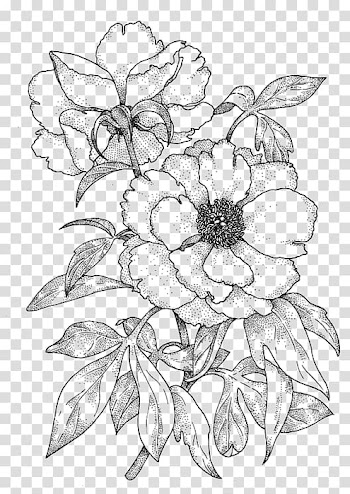 Drawing Rose Line art Color Sketch, rose transparent background PNG clipart
